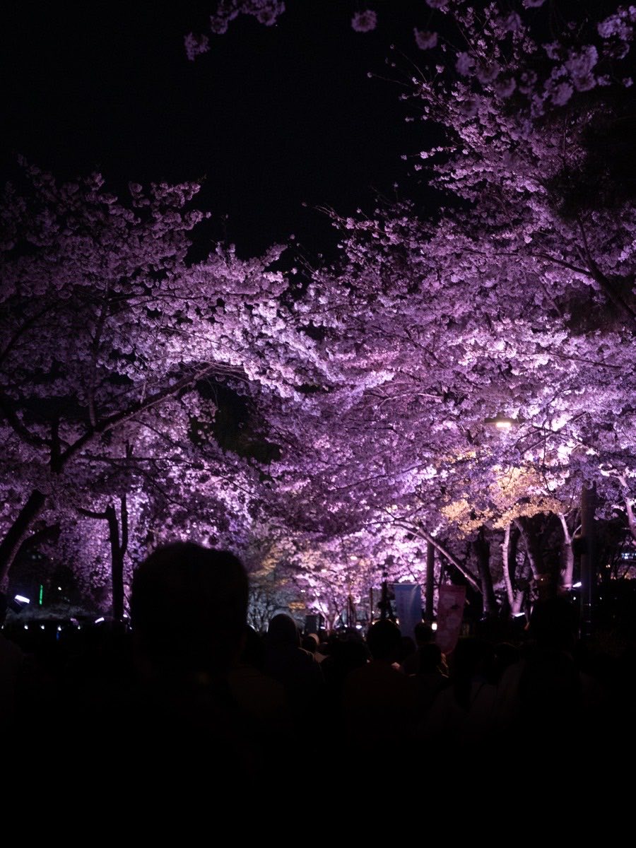 Cherry blossoms at night